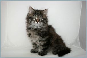 Male Siberian Kitten from Deedlebug Siberians